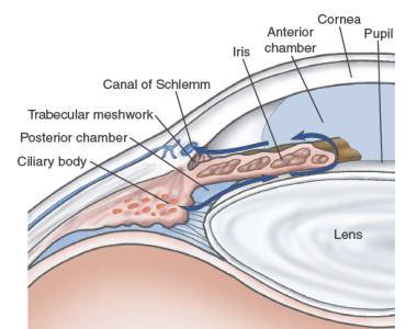 Normal aqueous flow